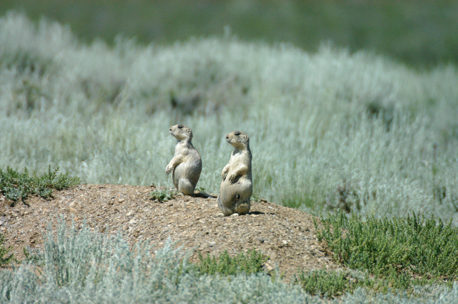 Sciuridae