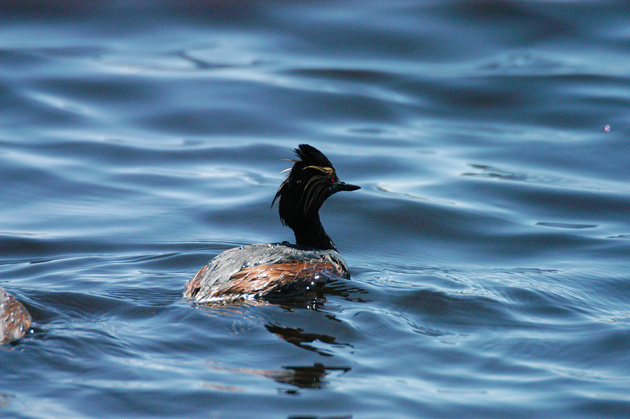 Podiceps nigricollis