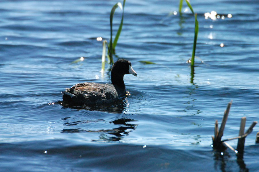 Fulica americana