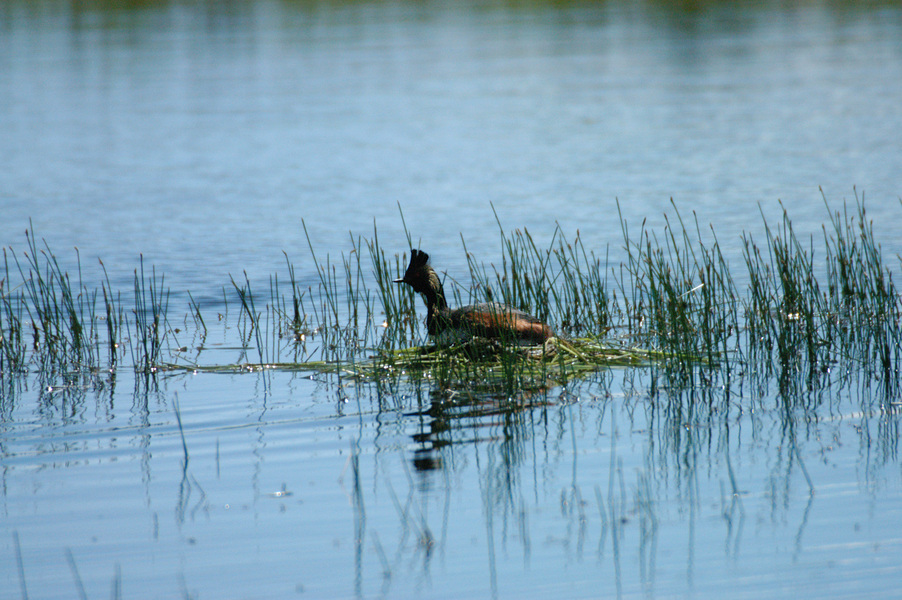 Podicipedidae