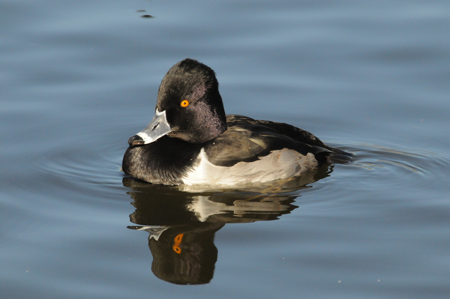 Anseriformes