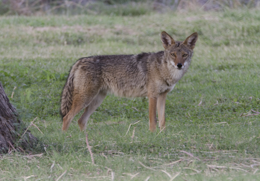 Canis latrans