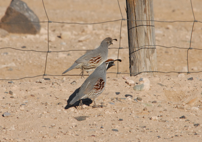 Photo of Callipepla gambelii