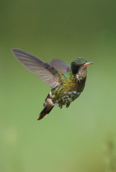 Lophornis