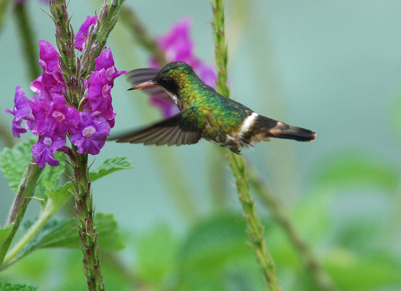 Lophornis helenae