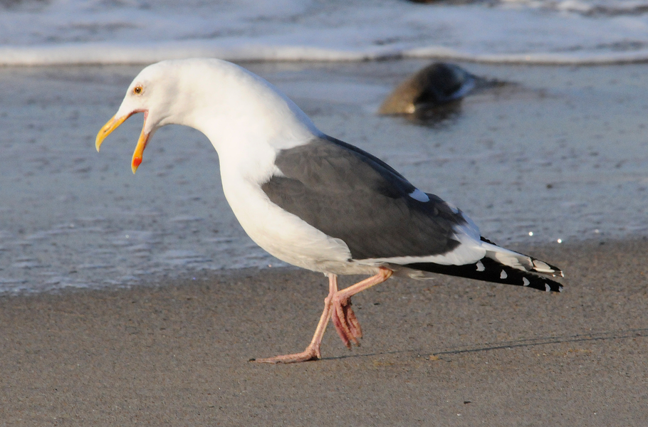 Charadriiformes