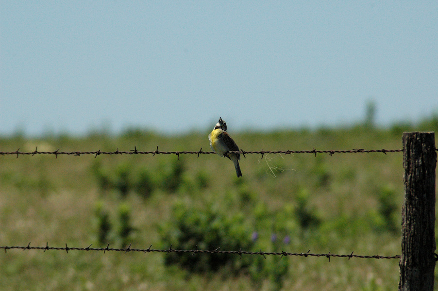 Passeriformes