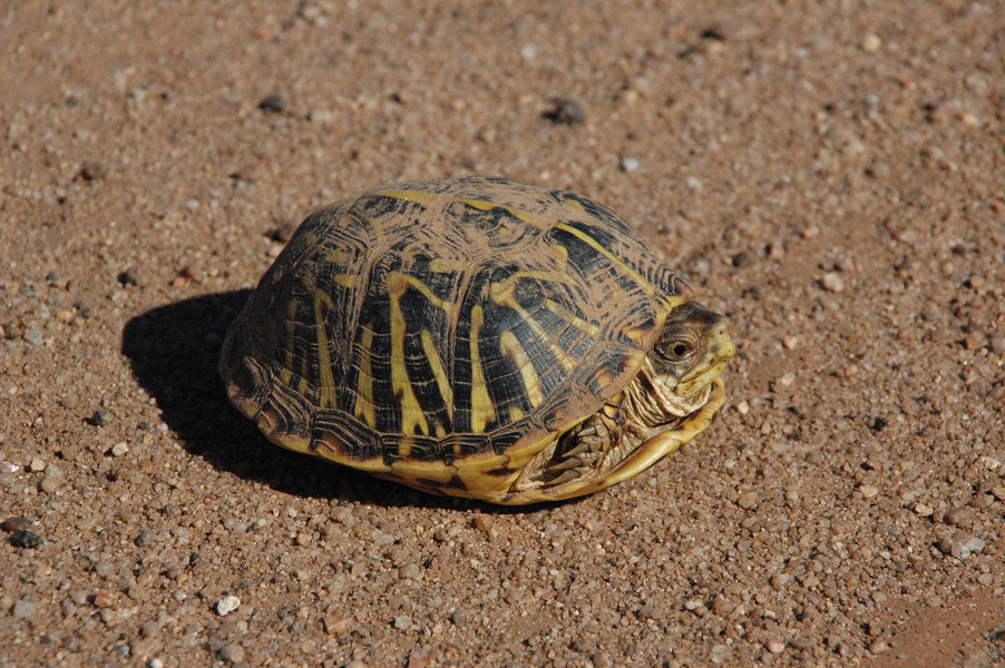 Euteleostomi