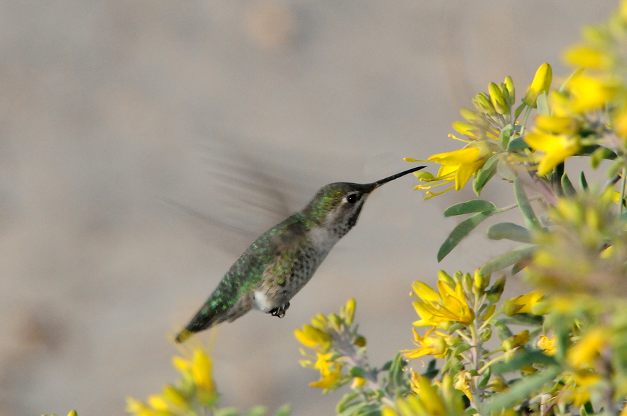 Trochilidae