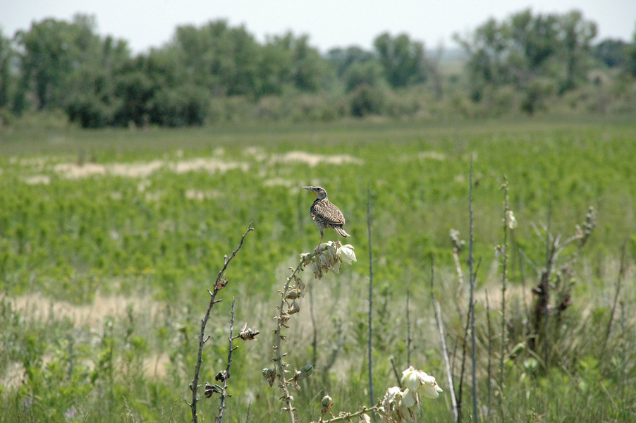 Icteridae