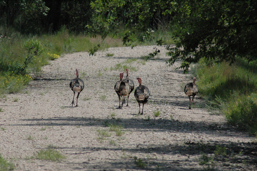 Galliformes