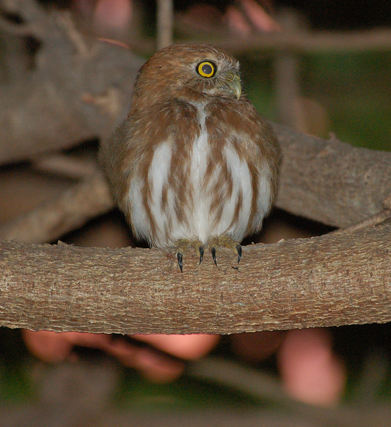 Glaucidium