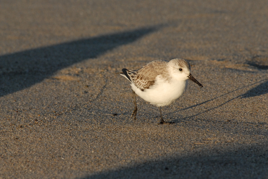 Calidris alba