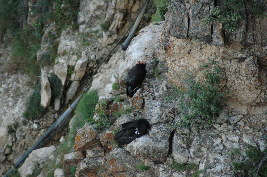 Falconiformes