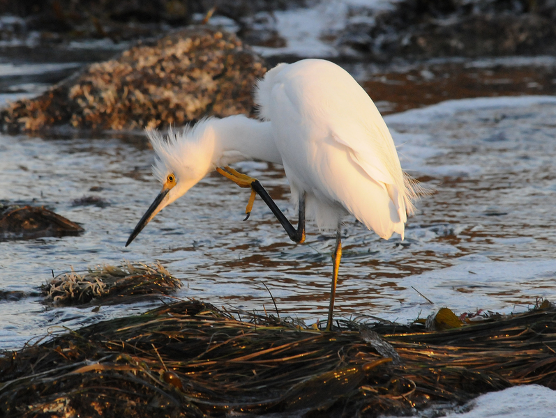 Egretta thula