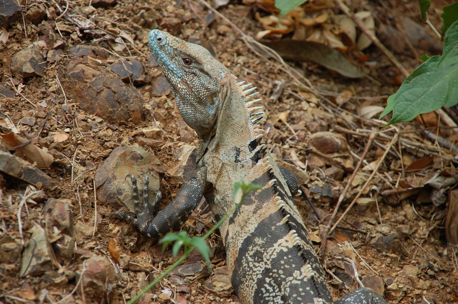 Ctenosaura similis