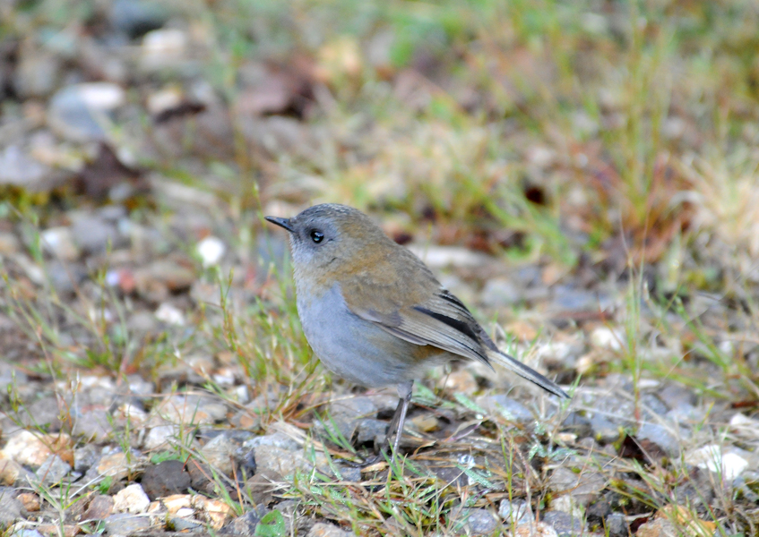 Catharus gracilirostris