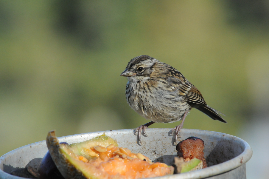 Passeriformes