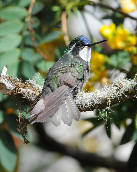 Trochilidae