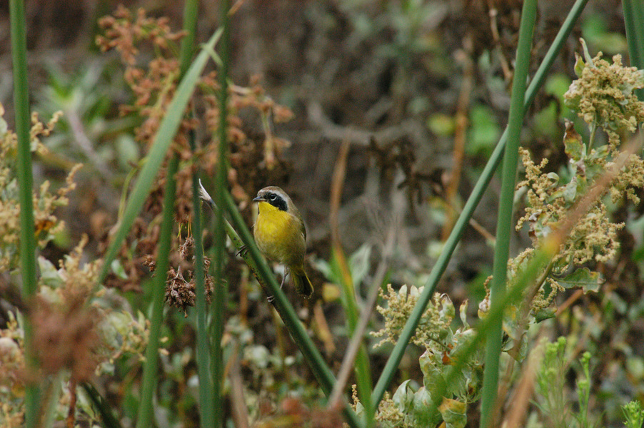 Passeriformes