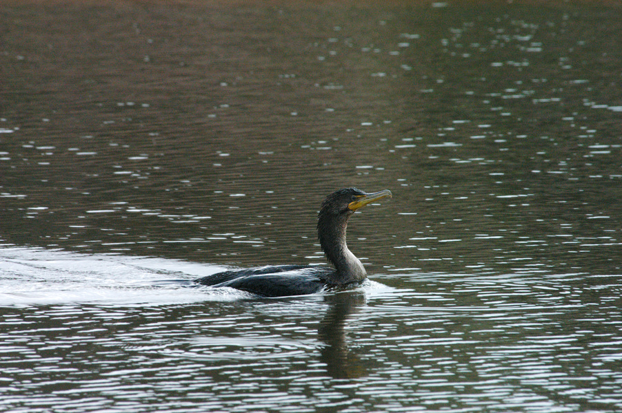 Phalacrocoracidae