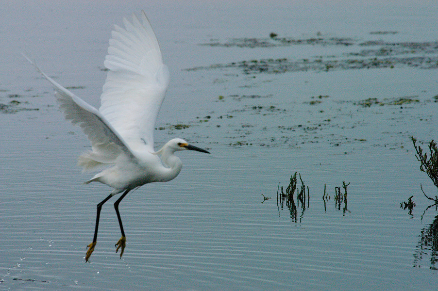 Egretta thula