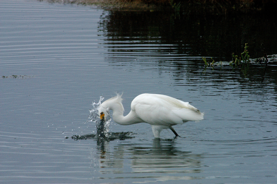 Egretta thula