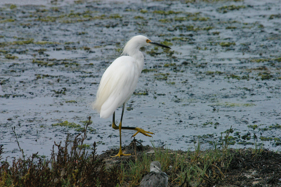 Egretta thula