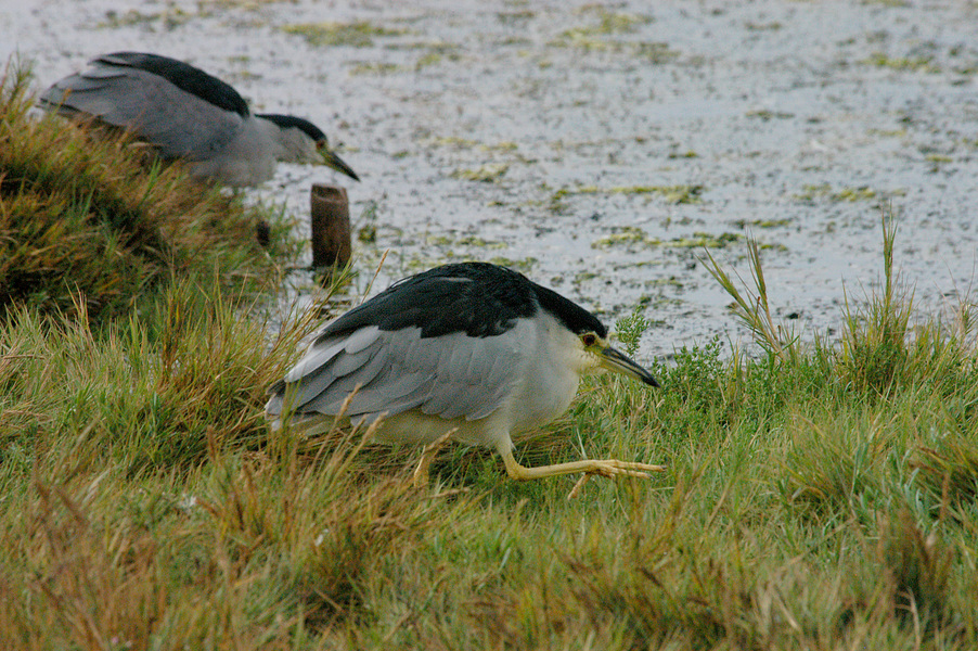 Nycticorax