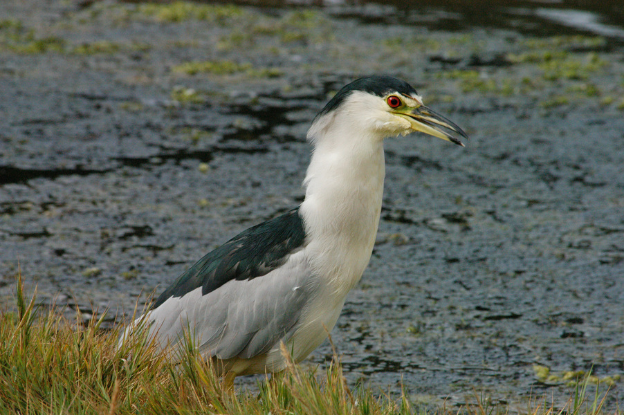 Nycticorax nycticorax