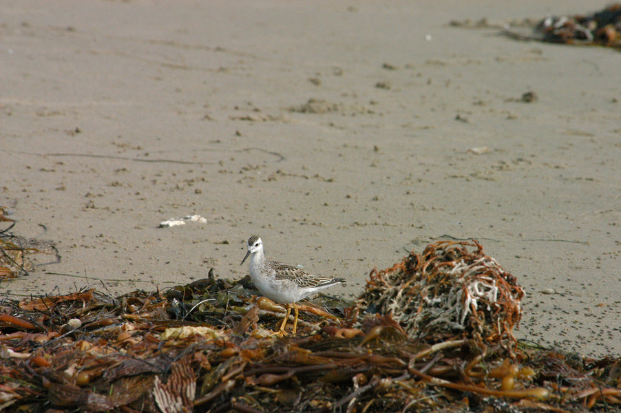 Phalaropus tricolor