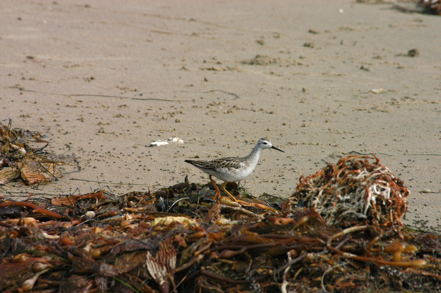 Charadriiformes