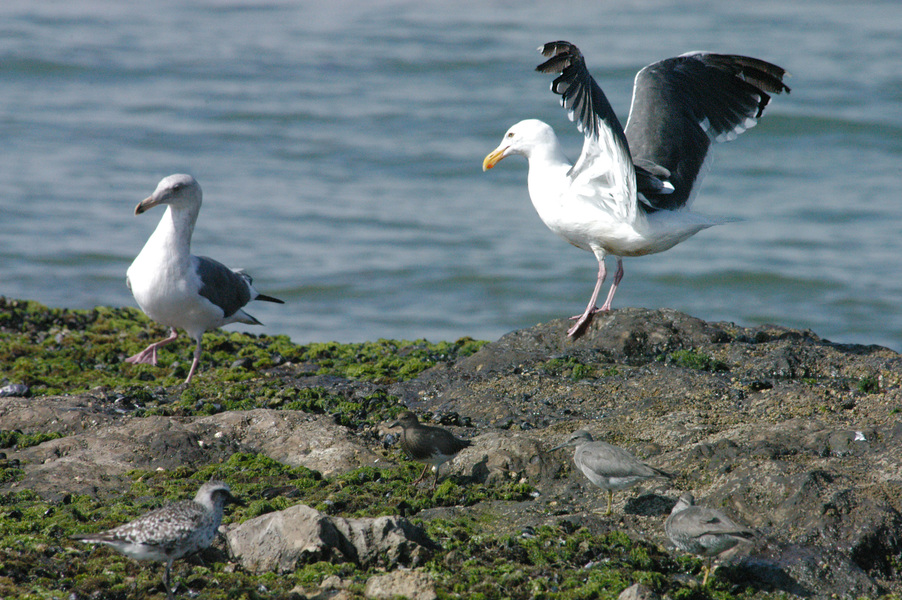 Charadriiformes