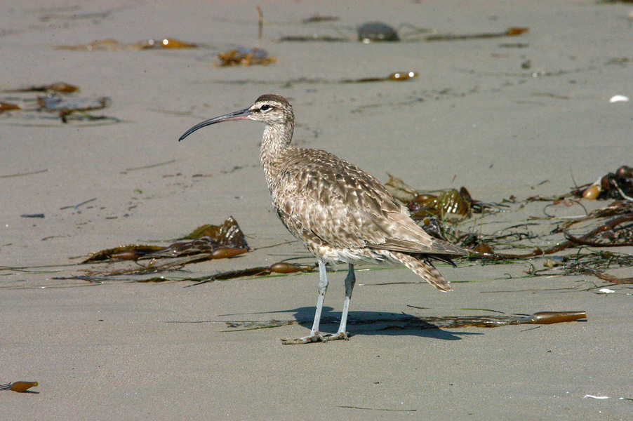 Charadriiformes