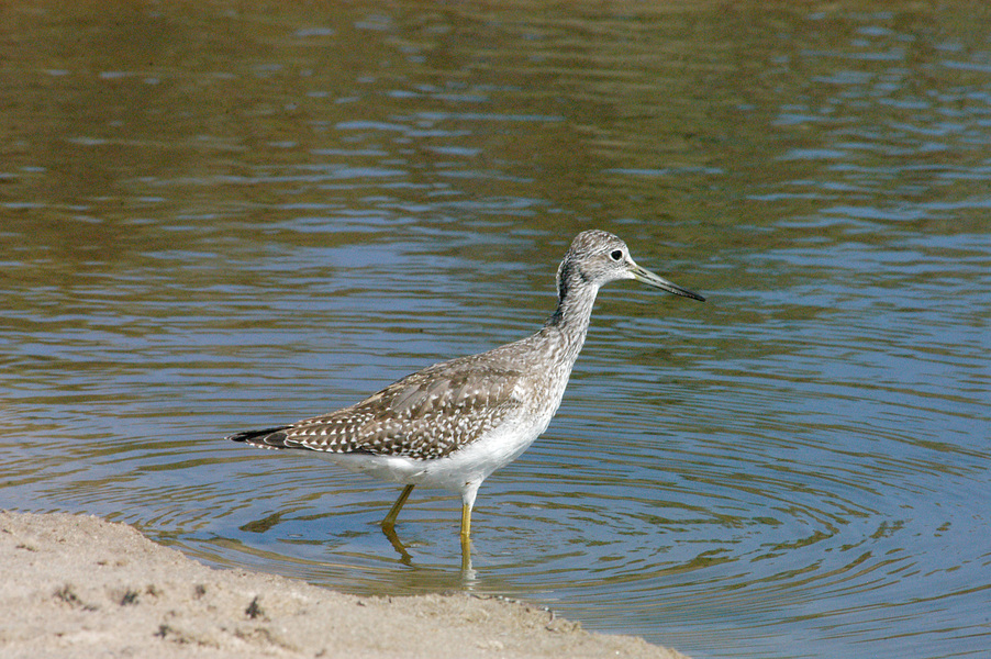 Charadriiformes