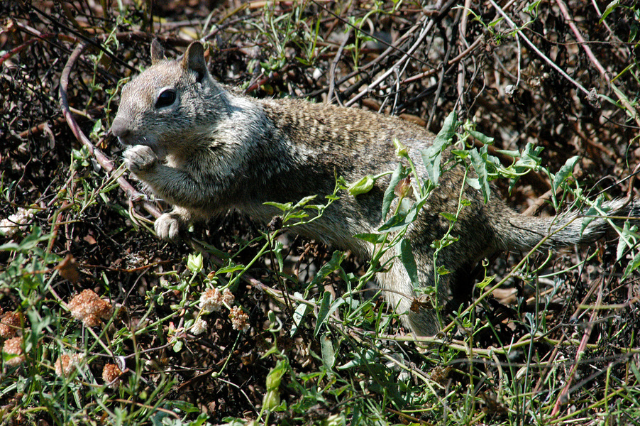 Spermophilus beecheyi