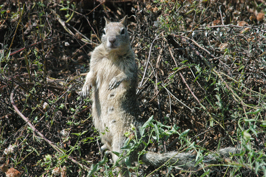 Rodentia