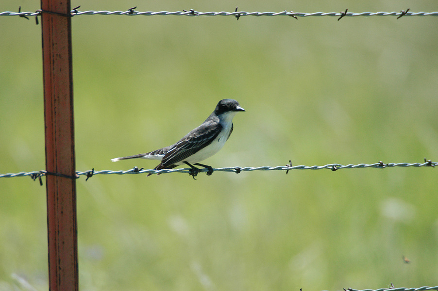 Passeriformes