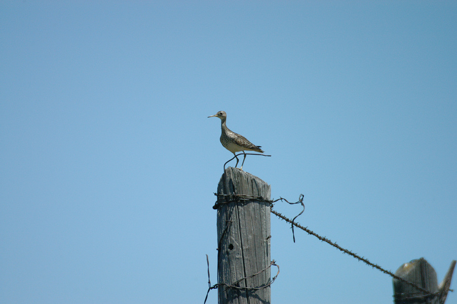 Charadriiformes