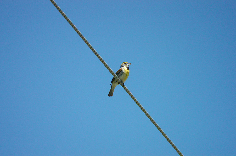 Cardinalidae