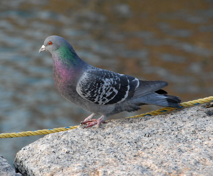 Columbidae