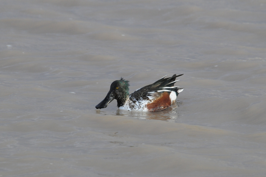 Anseriformes