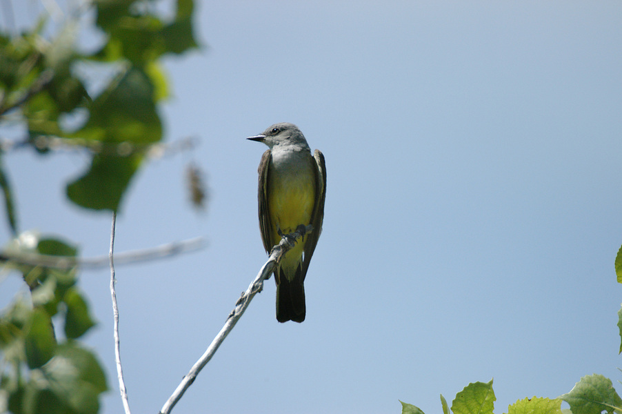 Passeriformes