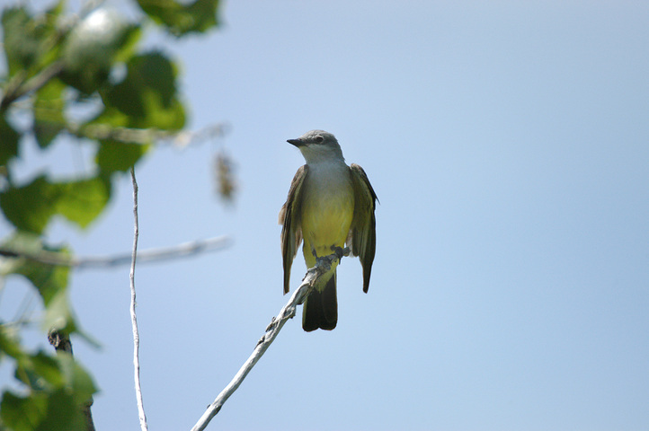 Photo of Tyrannus verticalis