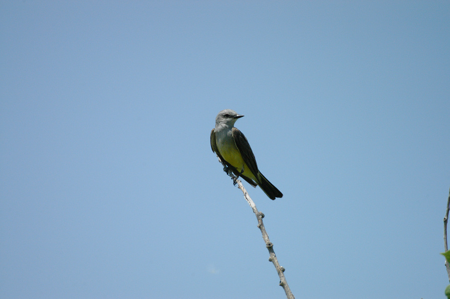 Passeriformes