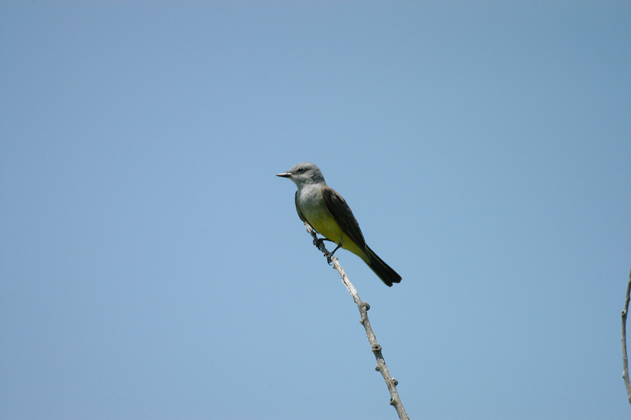 Passeriformes