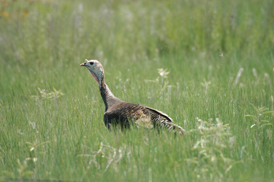 Meleagris gallopavo