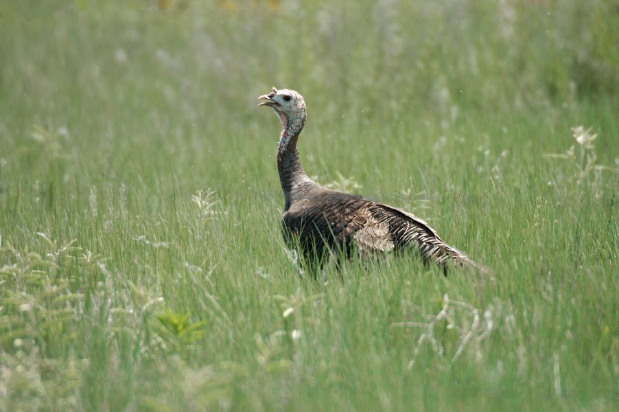 Meleagris gallopavo