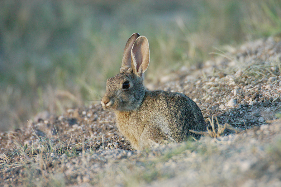 Lagomorpha