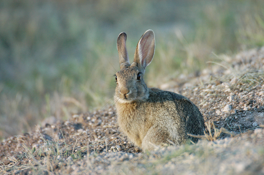 Sylvilagus audubonii